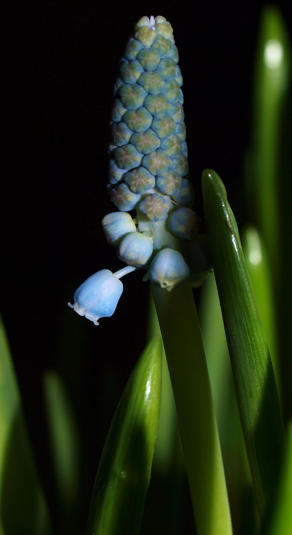 Lämpchen zum  Blue Monday…