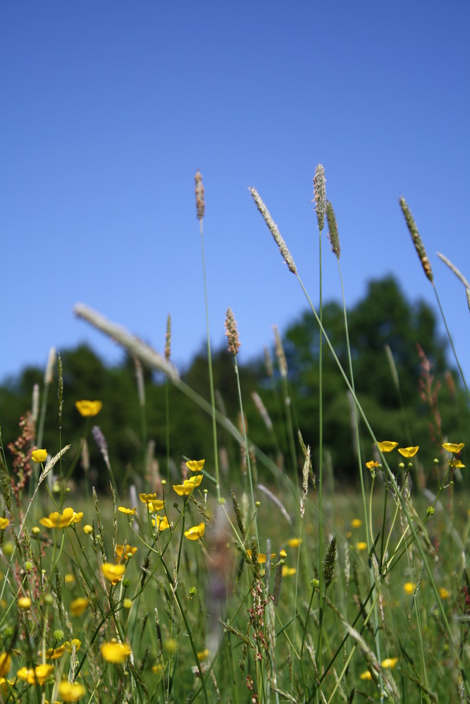 ländliche Frühlingsidylle