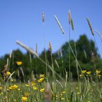 ländliche Frühlingsidylle