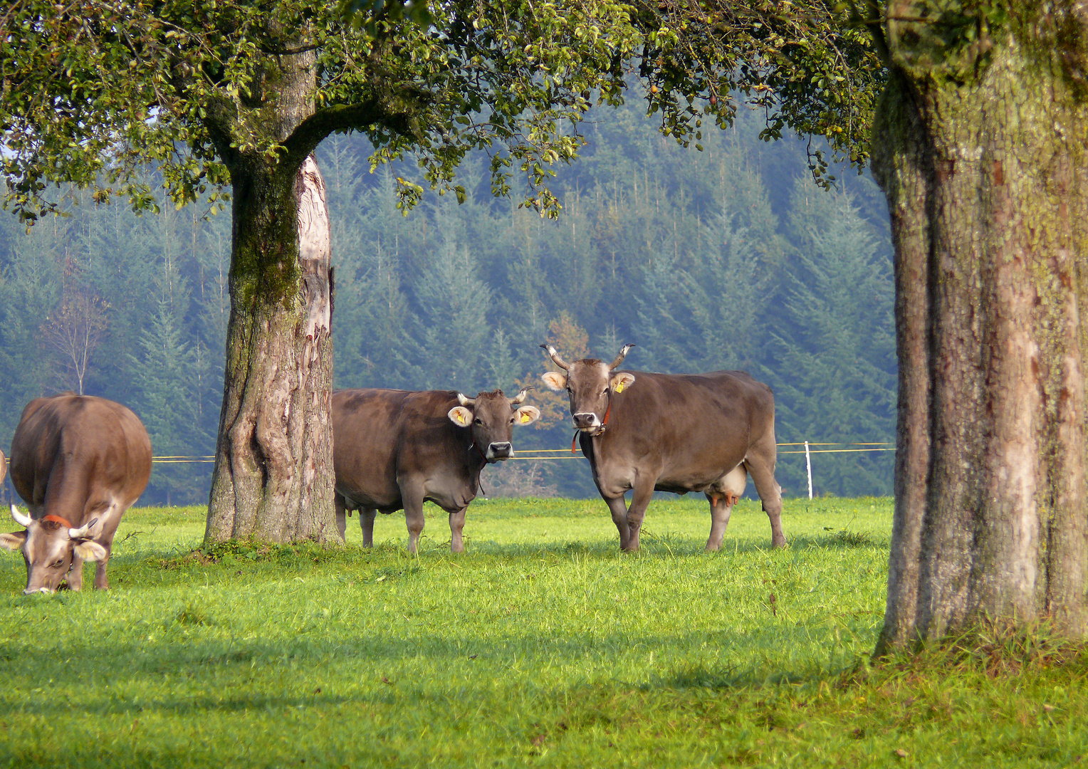 Ländliche Idylle