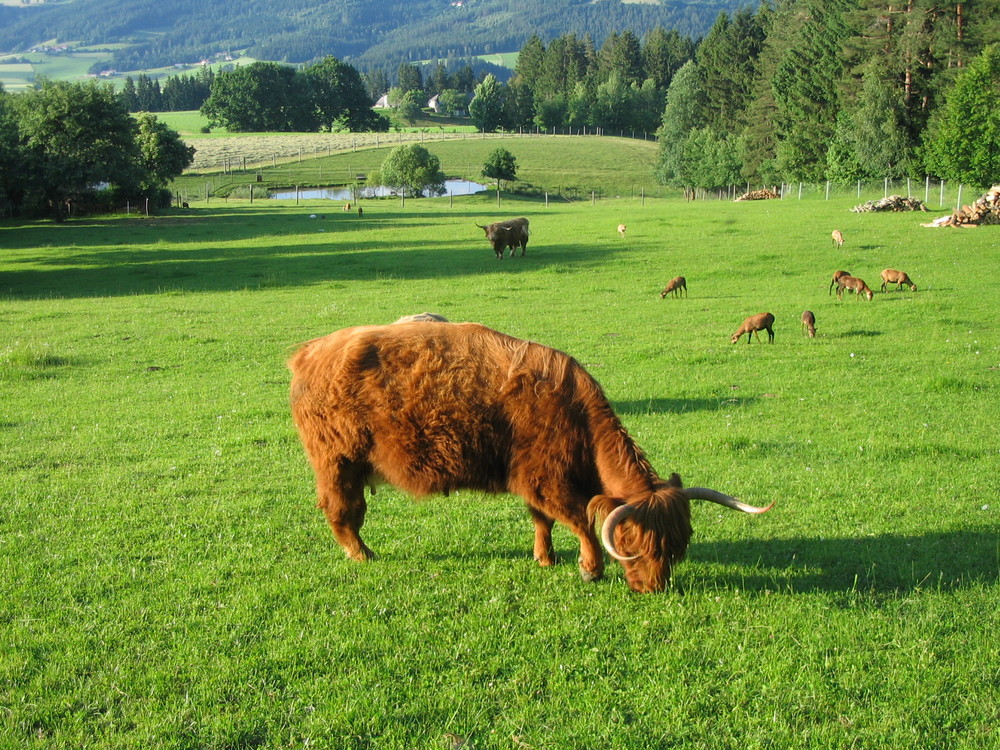 Ländliche Idylle