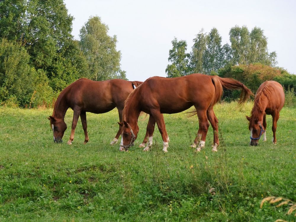 Ländliche Idylle