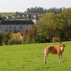 ~ Ländliche Idylle bei Falaën ~