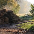 Ländliche Idylle im Morgenlicht