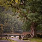 Ländliche Idylle in England