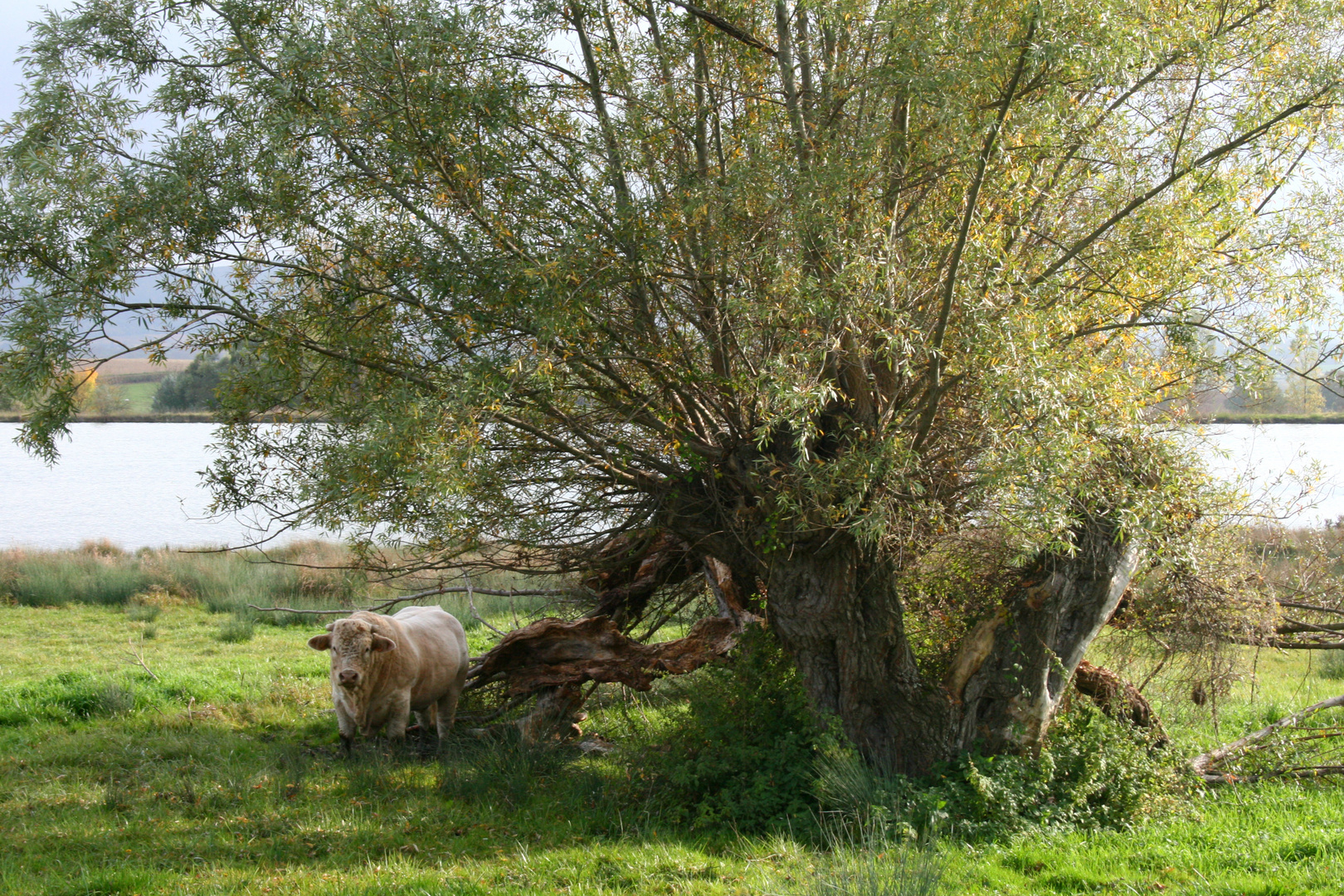 ländliche Szene in Burgund