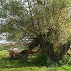 ländliche Szene in Burgund