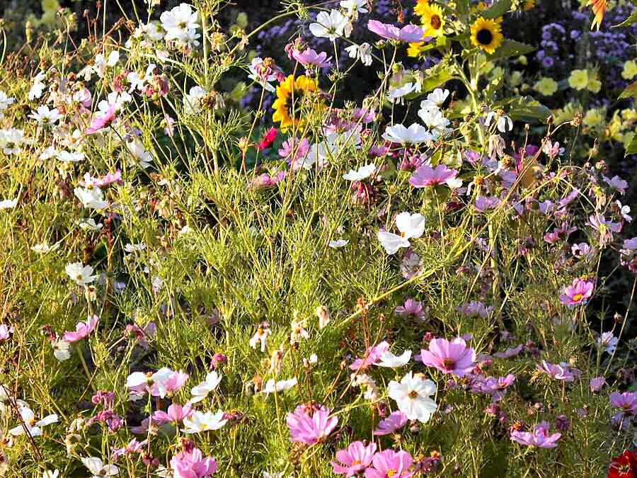 Ländlicher Garten