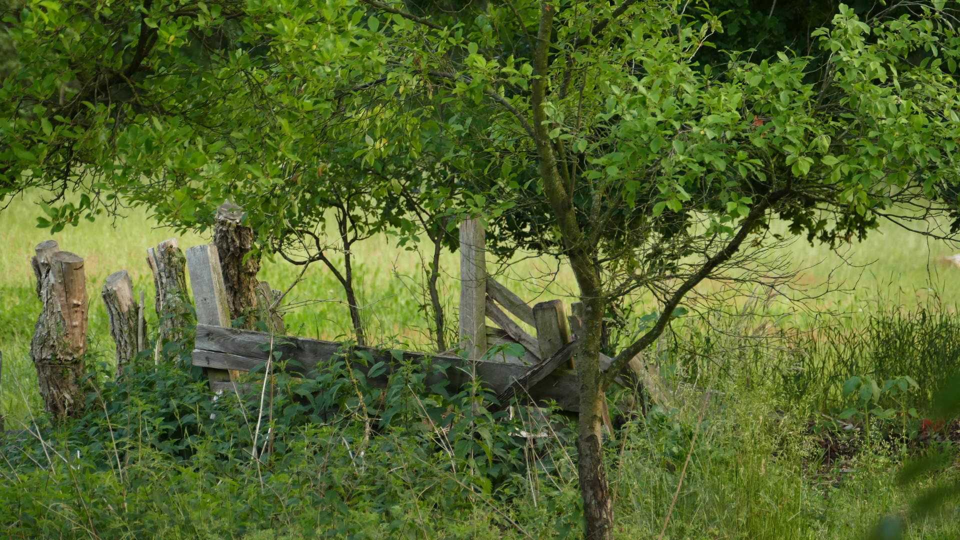 Ländlicher Garten 