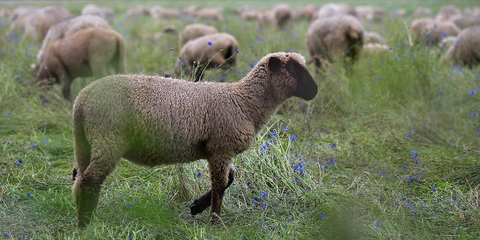 ländliches Idyll