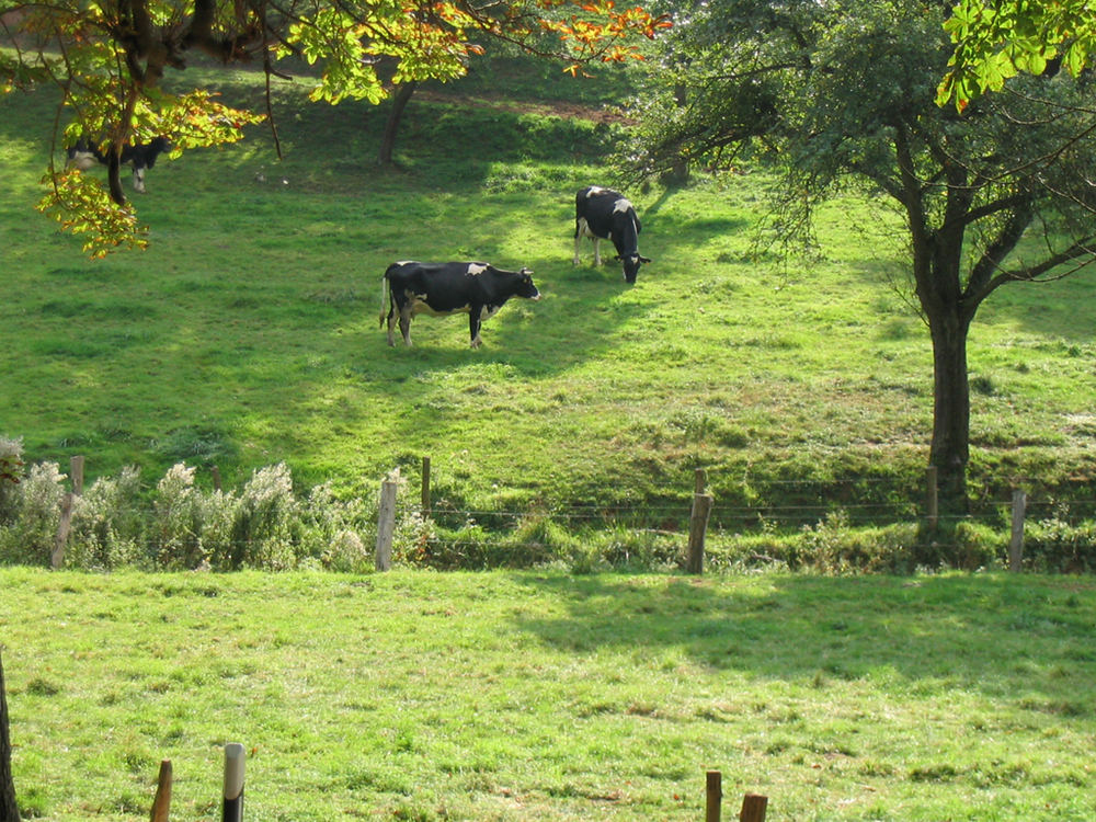 Ländliches Idyll mit Kuh.