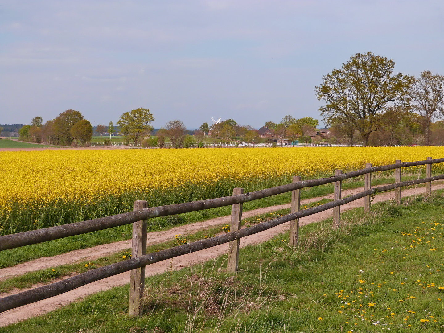 Ländliches Idyll mit Raps und Mühle