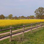 Ländliches Idyll mit Raps und Mühle