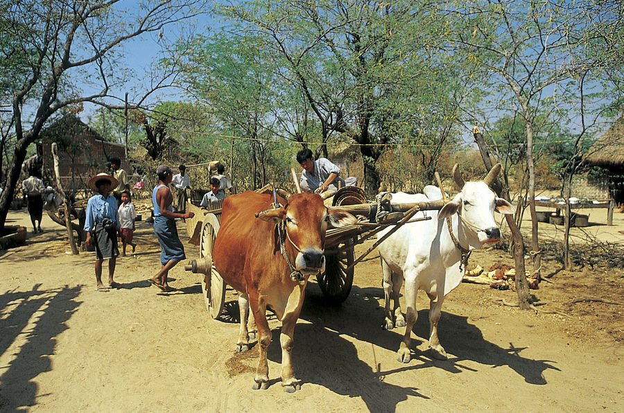 Ländliches Leben im Ayeyarwady-Gebiet