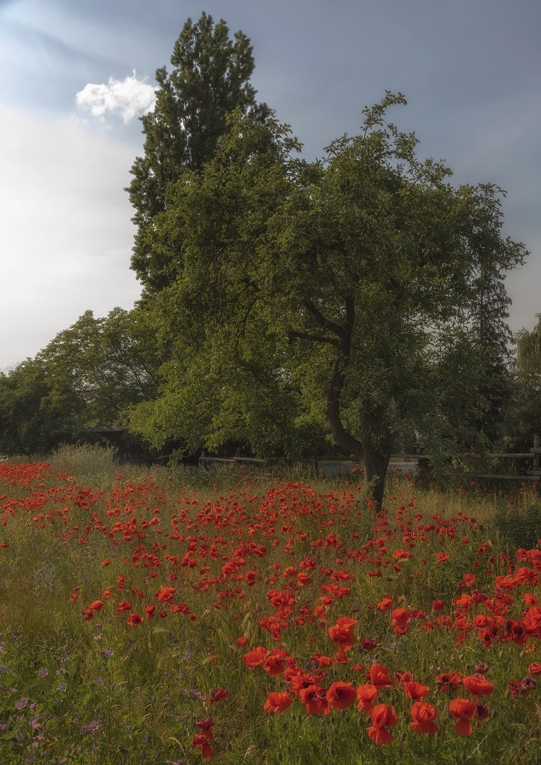 ländliches mit Mohn 