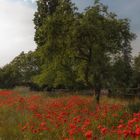 ländliches mit Mohn 