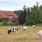 ländliches Weyhe zur Sommerzeit