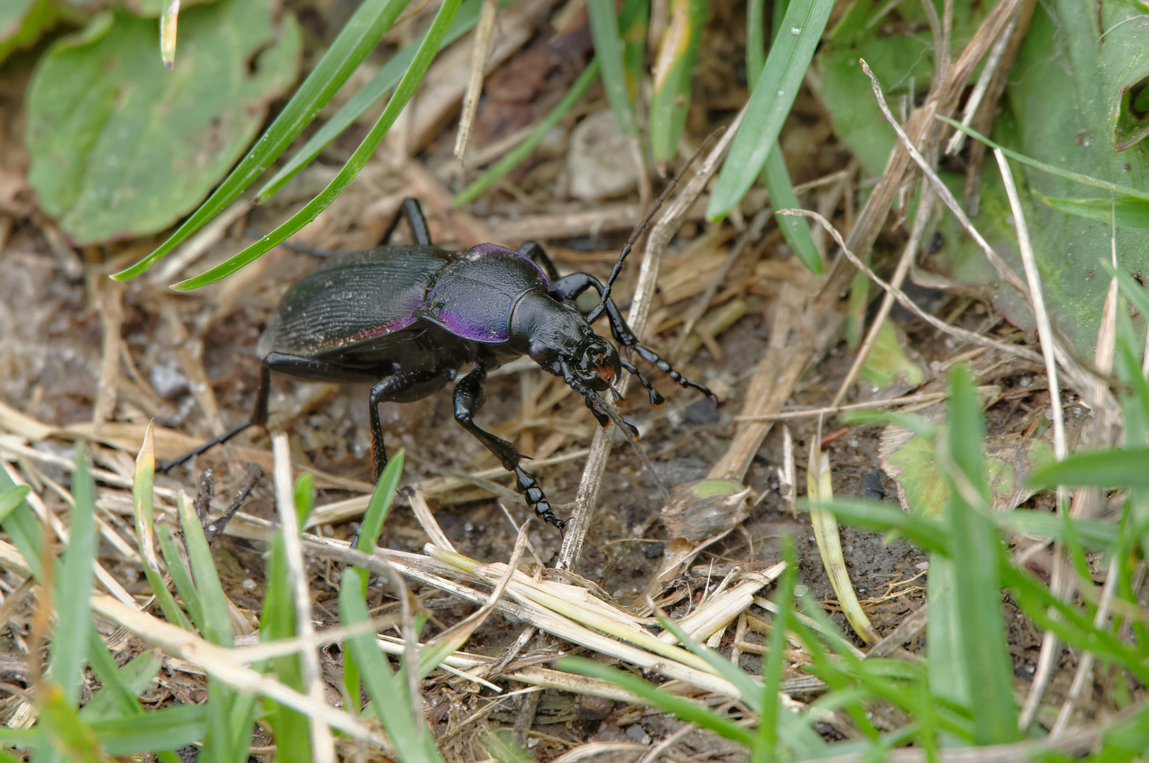 Länge 3cm, Höhe 1,5 (laufend), Name ???