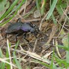 Länge 3cm, Höhe 1,5 (laufend), Name ???