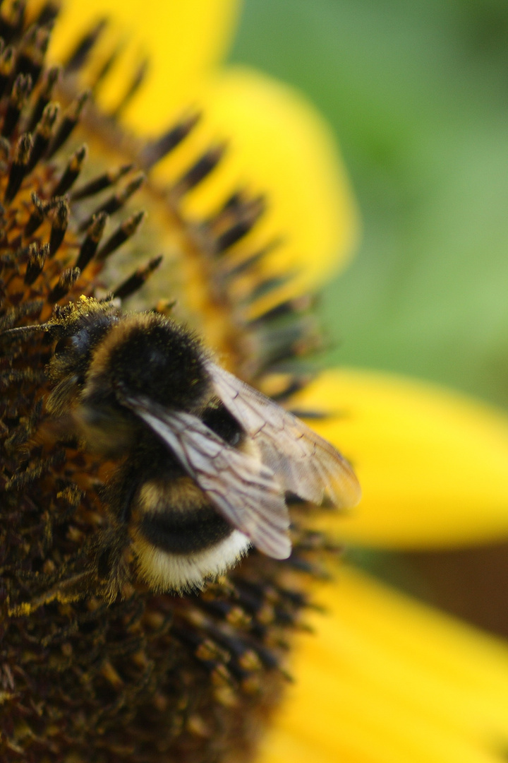 Länger im Garten gewesen.....