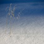 Länger wird kein Schatten