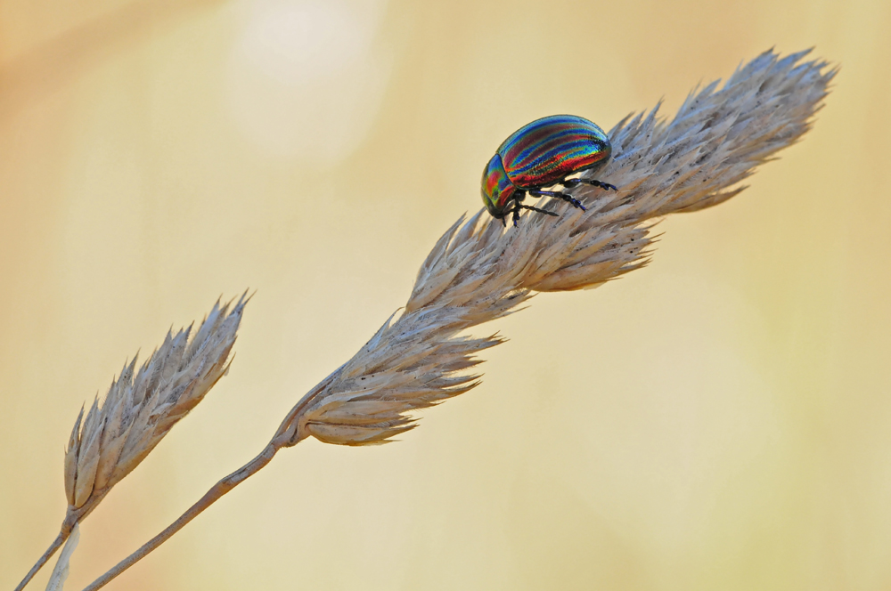 Längsgestreifter Blattkäfer (Chrysomela cerealis)