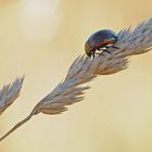 Längsgestreifter Blattkäfer (Chrysomela cerealis)