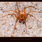 Längsgestreifter Fadenweber (Stemonyphantes lineatus)