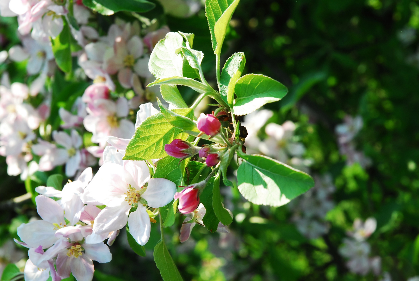 Längst verblühte Blüten