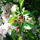 Längst verblühte Blüten