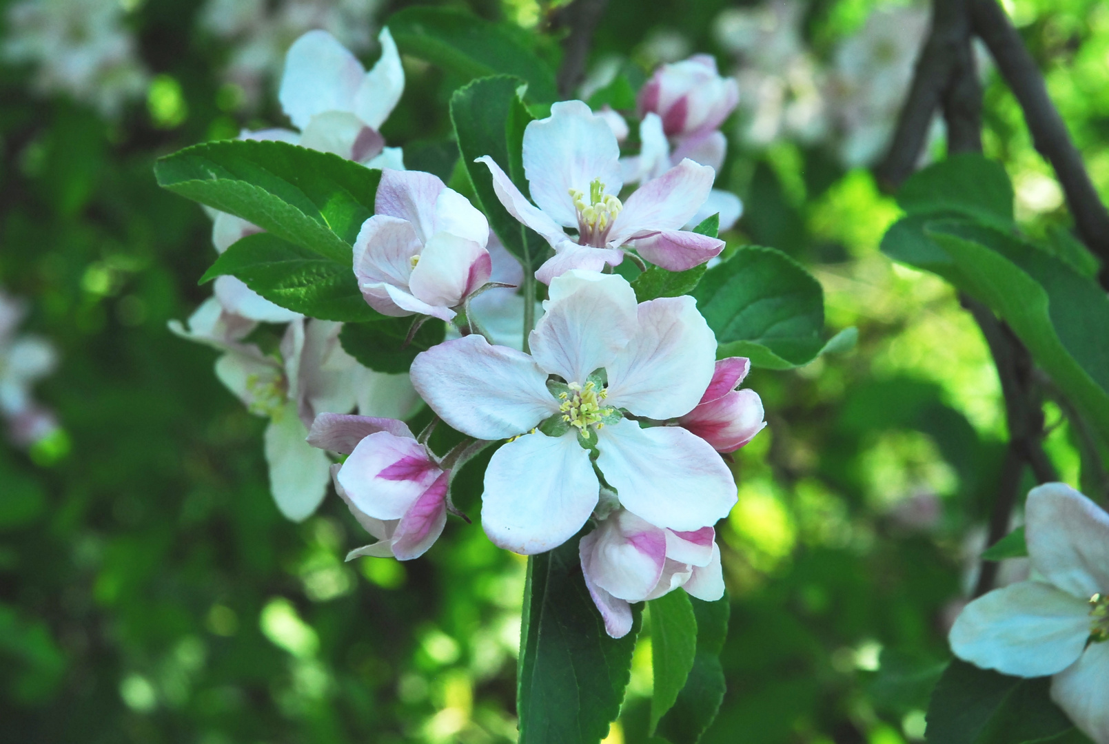 Längst verblühte Blüten aus 2008