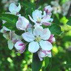 Längst verblühte Blüten aus 2008