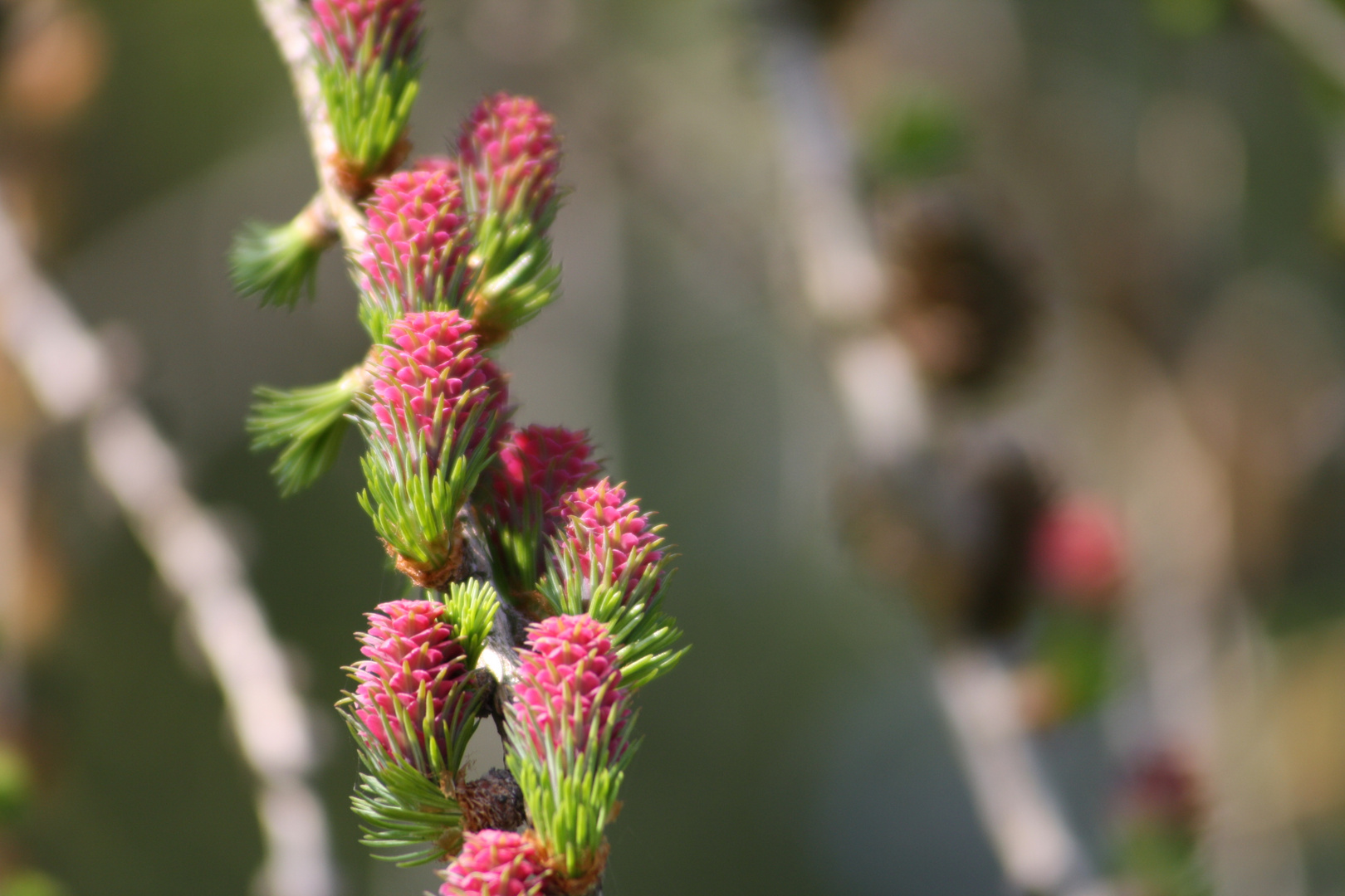 Lärche - Blüten