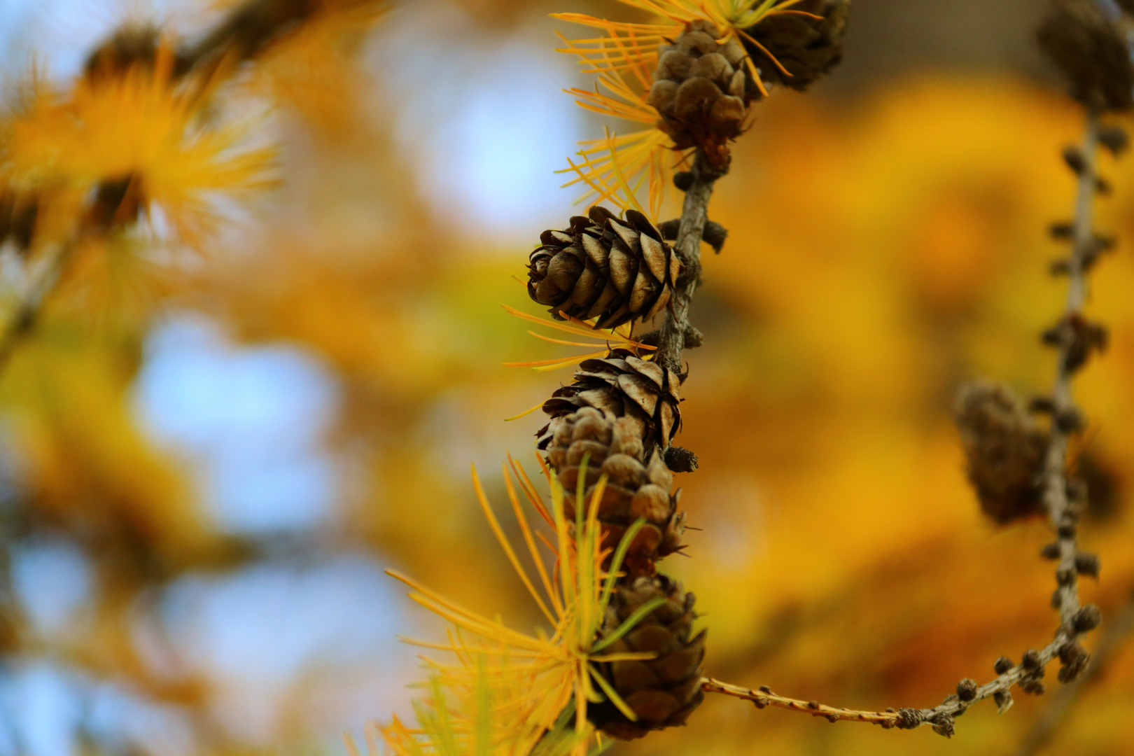 Lärche im Herbst