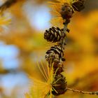 Lärche im Herbst