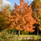 Lärche im Herbst DSC_7848