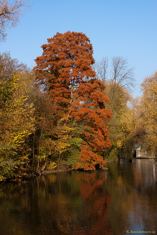 Lärche im Herbstkleid