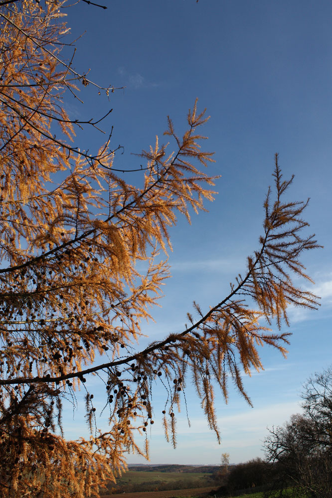 Lärche im Herbstkleid