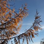 Lärche im Herbstkleid