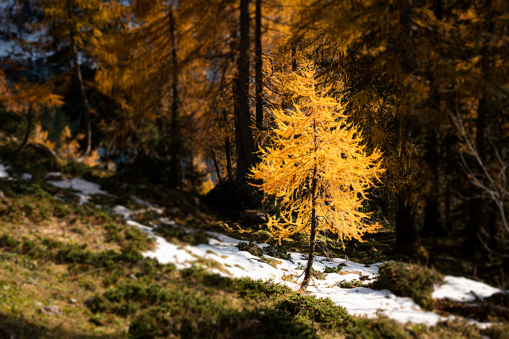 Lärche im Herbstkleid