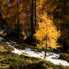 Lärche im Herbstkleid