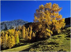 Lärche im Herbstlicht II