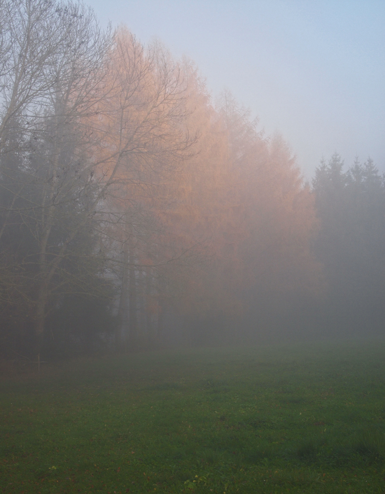 Lärche im Nebel