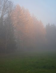 Lärche im Nebel