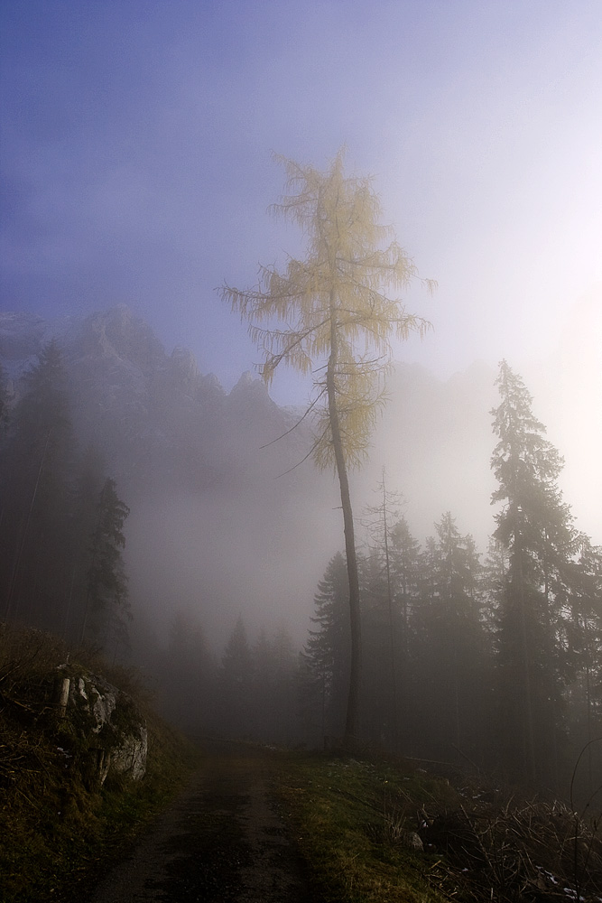 Lärche im Novembernebel