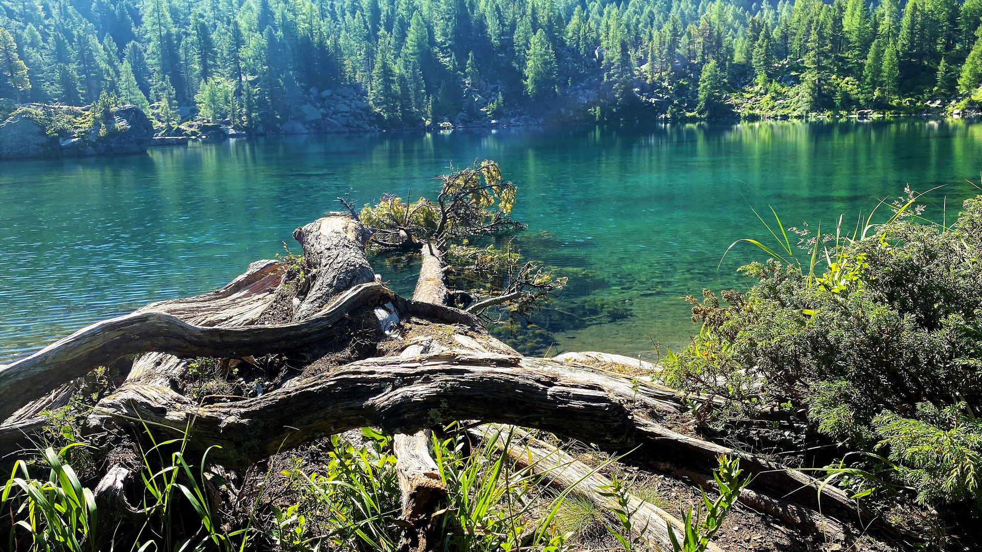 Lärche im Wasser