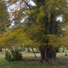 Lärche im Wind