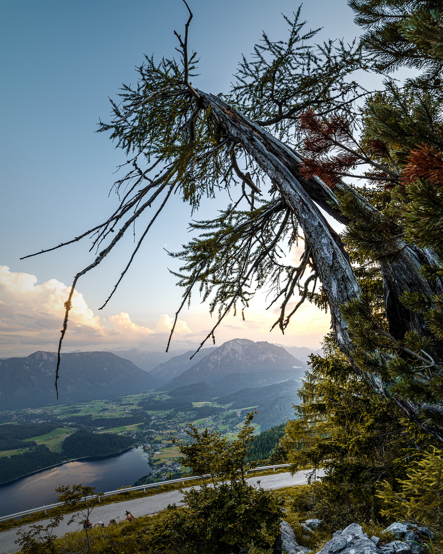 Lärche über Altaussee