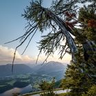 Lärche über Altaussee