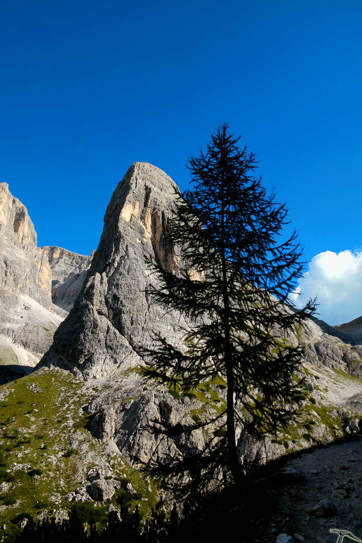 Lärche vor Hochleist (2413m)